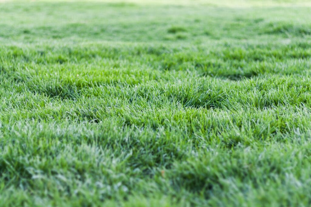 The Art of Drawing Readers In: Your attractive post title goes here Close-up view of a lush green grass lawn, perfect for nature backgrounds.